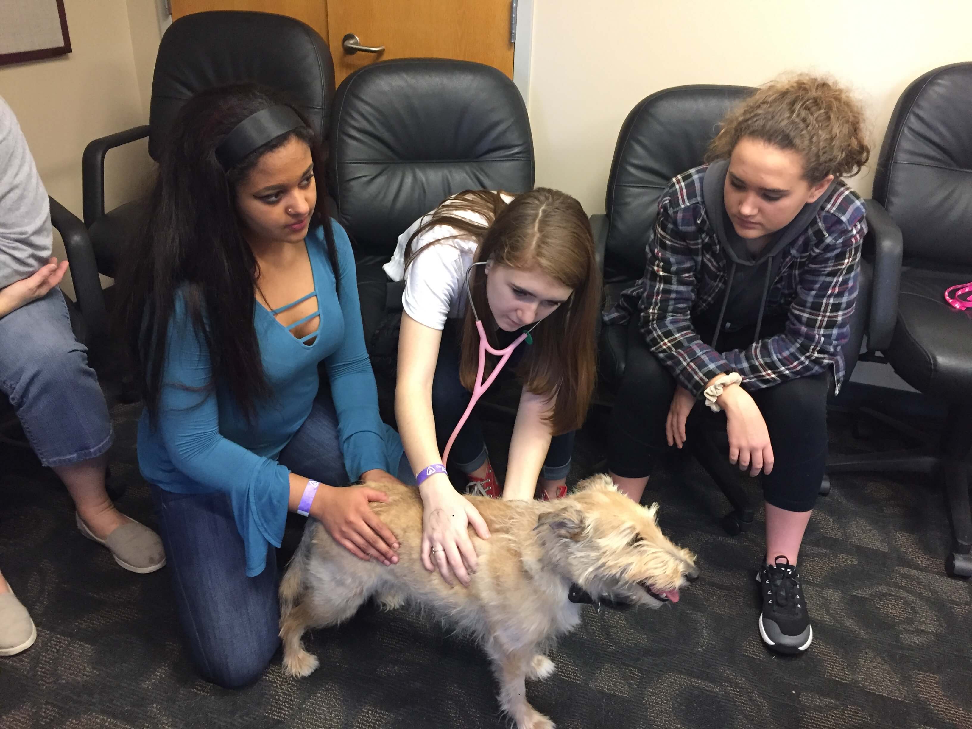 Students performing a physical examination on a dog